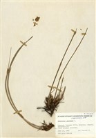 藏品(紅菽草)的圖片